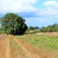 Земельный участок в Греции, 12000 кв.м.