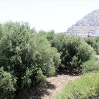 Land plot in Greece, 23160 sq.m.