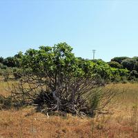 Land plot in Greece, 4075 sq.m.