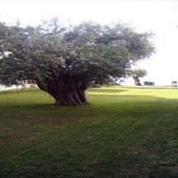 Земельный участок в Греции