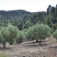 Land plot in Greece, 12150 sq.m.