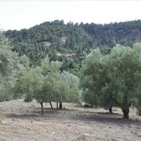 Land plot in Greece, 12150 sq.m.