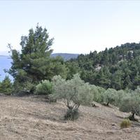 Land plot in Greece, 12150 sq.m.
