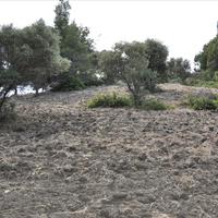 Land plot in Greece, 12150 sq.m.