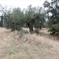Land plot in Greece