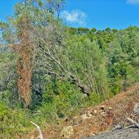 Земельный участок в Греции, 4420 кв.м.