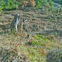 Земельный участок в Греции, 4420 кв.м.