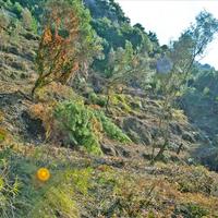 Земельный участок в Греции, 4420 кв.м.