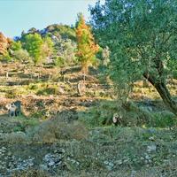 Земельный участок в Греции, 4420 кв.м.