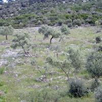 Land plot in Greece