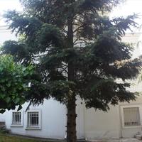 Вилла в Греции, 400 кв.м.