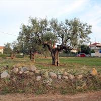 Land plot in Greece, 435 sq.m.