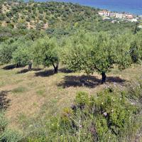 Land plot in Greece, 3750 sq.m.