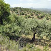 Land plot in Greece, 3750 sq.m.