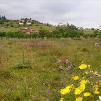 Land plot in Greece