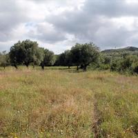 Land plot in Greece, 2700 sq.m.