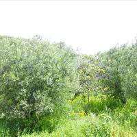 Land plot in Greece, 1500 sq.m.