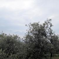 Земельный участок в Греции