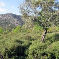 Земельный участок в Греции