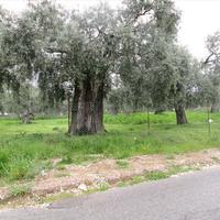 Land plot in Greece