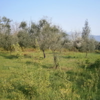 Land plot in Greece
