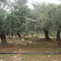 Земельный участок в Греции