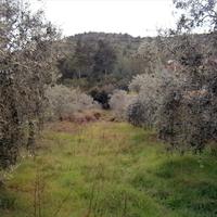 Land plot in Greece
