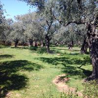 Земельный участок в Греции, 13000 кв.м.