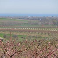 Земельный участок в Греции, 525 кв.м.