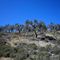 Land plot in Greece, 12000 sq.m.