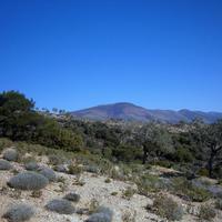 Land plot in Greece, 12000 sq.m.