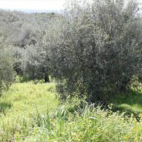 Land plot in Greece, 1300 sq.m.