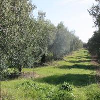 Земельный участок в Греции