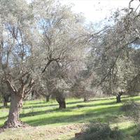 Земельный участок в Греции