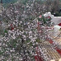 Другое в Греции, 240 кв.м.