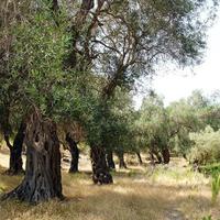 Земельный участок в Греции, 108000 кв.м.