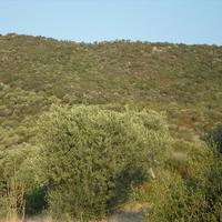 Land plot in Greece, 3151 sq.m.