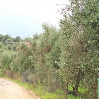 Land plot in Greece, 1800 sq.m.