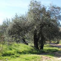 Land plot in Greece, 1800 sq.m.