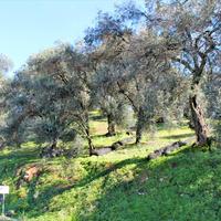 Земельный участок в Греции, 3750 кв.м.