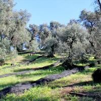 Земельный участок в Греции, 3750 кв.м.