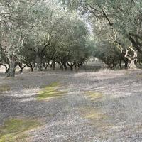 Land plot in Greece, 6869 sq.m.