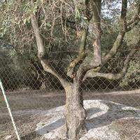 Land plot in Greece, 6869 sq.m.