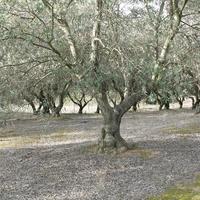 Land plot in Greece, 6869 sq.m.