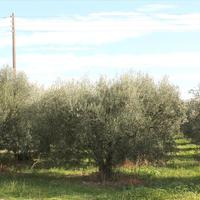 Земельный участок в Греции