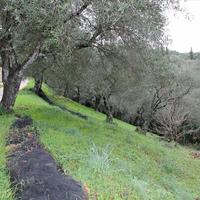 Land plot in Greece, 4900 sq.m.