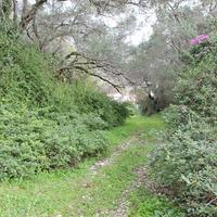 Land plot in Greece, 5000 sq.m.