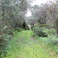 Land plot in Greece, 5000 sq.m.