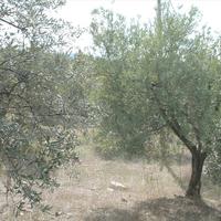 Land plot in Greece
