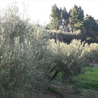 Земельный участок в Греции